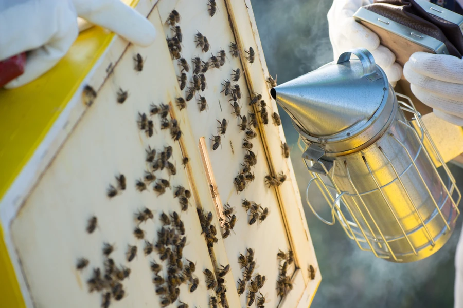 Common Misconceptions About Bee Removal Services in Ormond Beach, FL