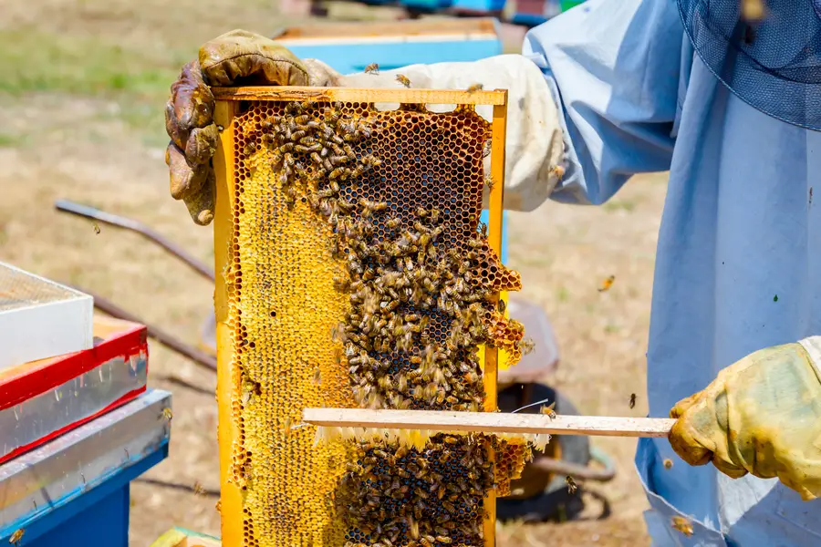 Common Misconceptions About Bee Removal Services in Ormond Beach, FL