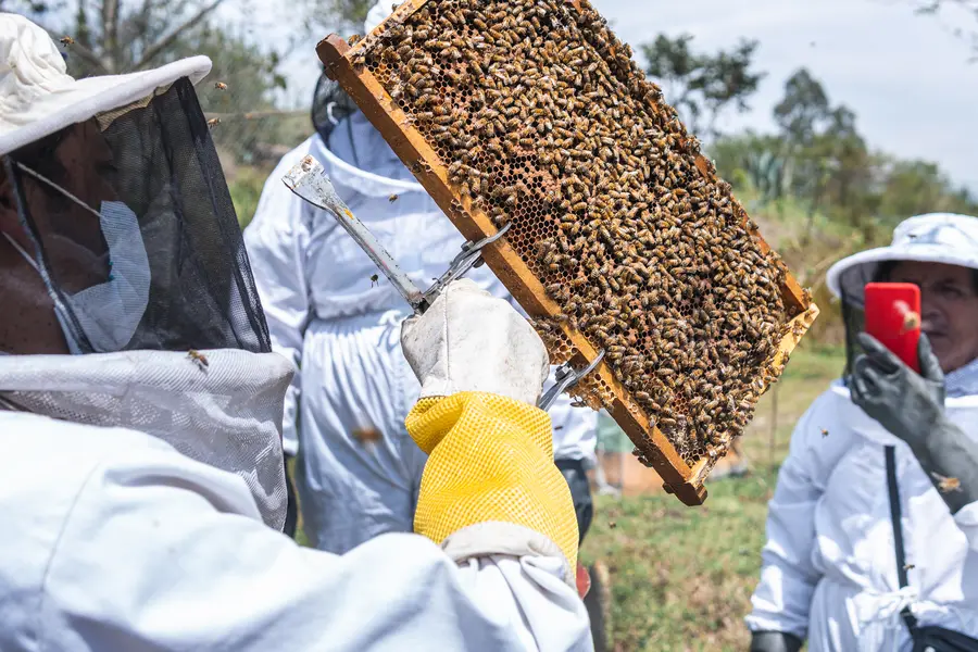 Experienced Bee Removal in Ormond Beach, FL