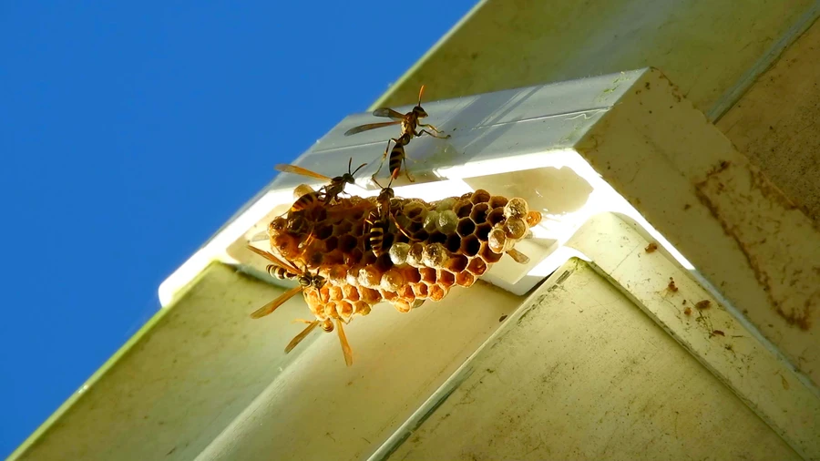 Expert Bee Removal in Ormond Beach, FL