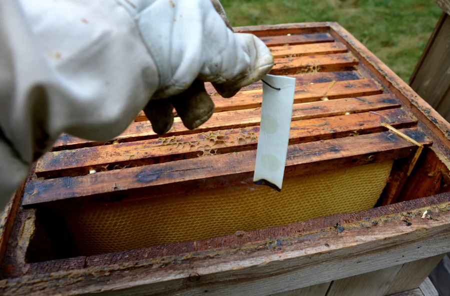 Professional Bee Removal in Ormond Beach, FL