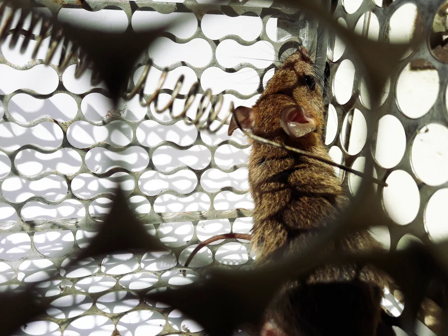 Signs You Need A Mice Removal Pest Control Service in Ormond Beach, FL Signs You Need A Mice Removal Pest Control Service in Ormond Beach, FL