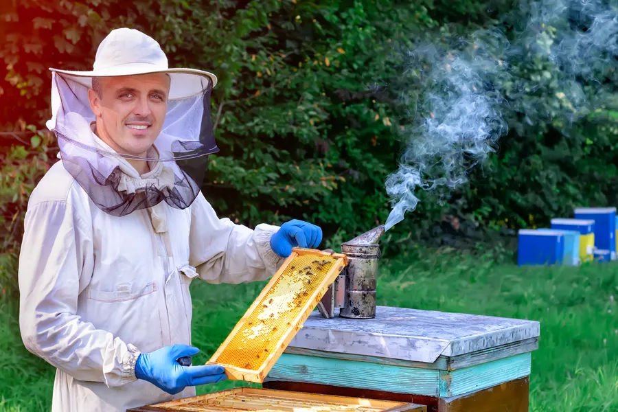 Signs Your Property Needs Professional Bee Removal Services in Ormond Beach, FL