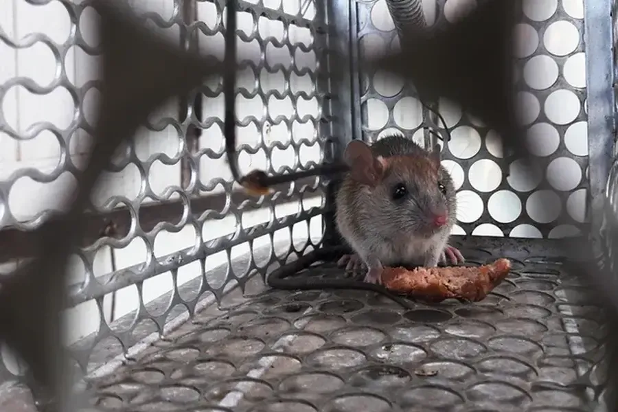 Steps To Take After A Rodent Infestation in Ormond Beach, FL