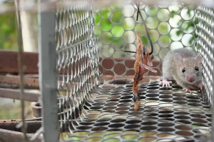 Steps To Take After A Rodent Infestation in Ormond Beach, FL